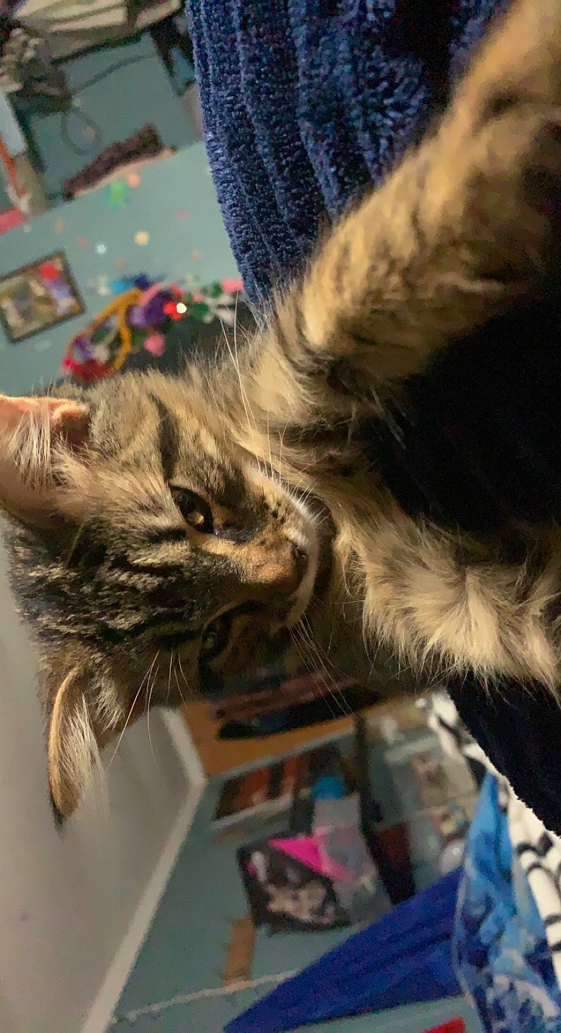 Leah is registered to the contest to win money with this photo: carnivore, cat, claw, cloud, comfort, domestic_short_haired_cat, felidae, fur, gesture, human_leg, lap, paw, small_to_medium_sized_cats, tail, whiskers