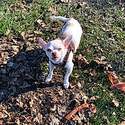 Kenzo participe au concours pour gagner de l'argent avec cette photo : canidae, carnivore, chihuahua, dog, dog_breed, fawn, grass, leaf, puppy, soil, toy_dog