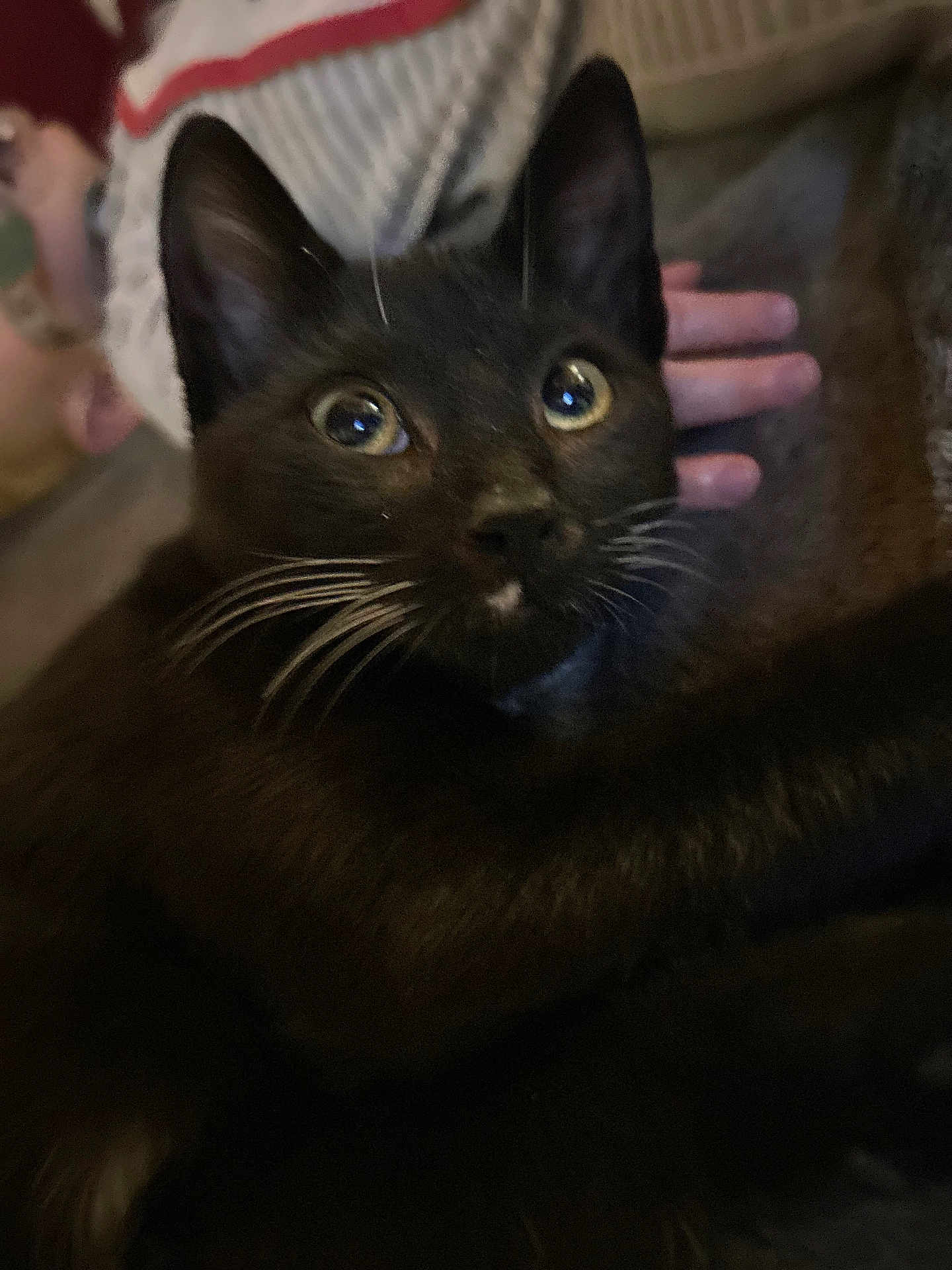 Kitkat