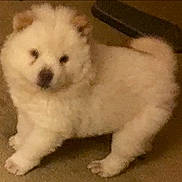 Osa joined the competition — help win amazing prizes! animal, carpet, companion, cozy, curious, cute, dog, domestic, fluffy, four_legs, furry, indoor, looking, mammal, pet, puppy, small, standing, white, young