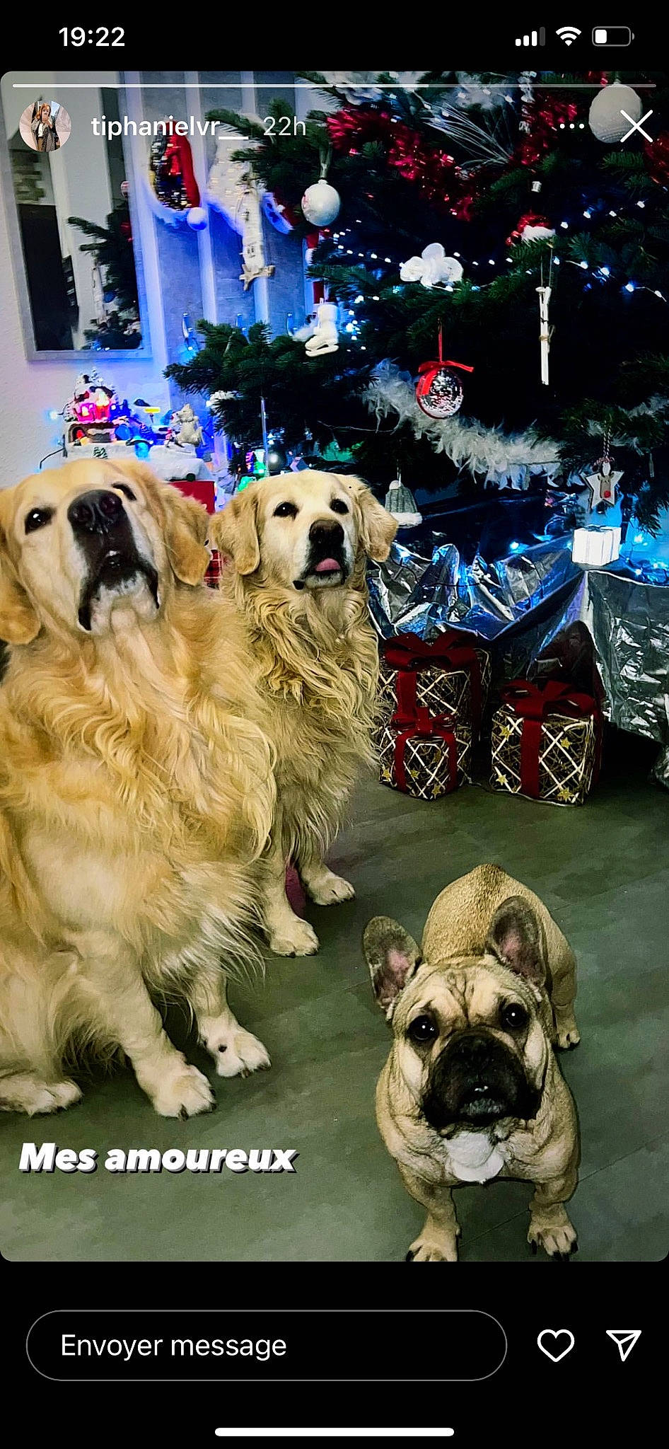 Harkos participe au concours pour gagner de l'argent avec cette photo : bulldog, canidae, carnivore, christmas, christmas_tree, companion_dog, dog, dog_breed, event, fawn, fur, holiday, plant, pug, snout, sporting_group, toy_dog, tree, window, wrinkle