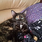 Lucy is registered to the contest to win money with this photo: cat, tortoiseshell, blue_eyes, couch, fabric, floral_pattern, purple, black, orange, white, pet, indoor, relaxed, whiskers, closeup, feline, animal, comfort, resting, leather
