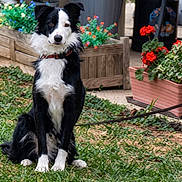 Apache participe au concours pour gagner de l'argent avec cette photo : dog, border_collie, black_and_white, sitting, outdoor, garden, grass, flowers, planter, wooden_planter, backyard, pet, collar, fluffy, long_hair, alert, looking_at_camera, portrait, animal, daylight