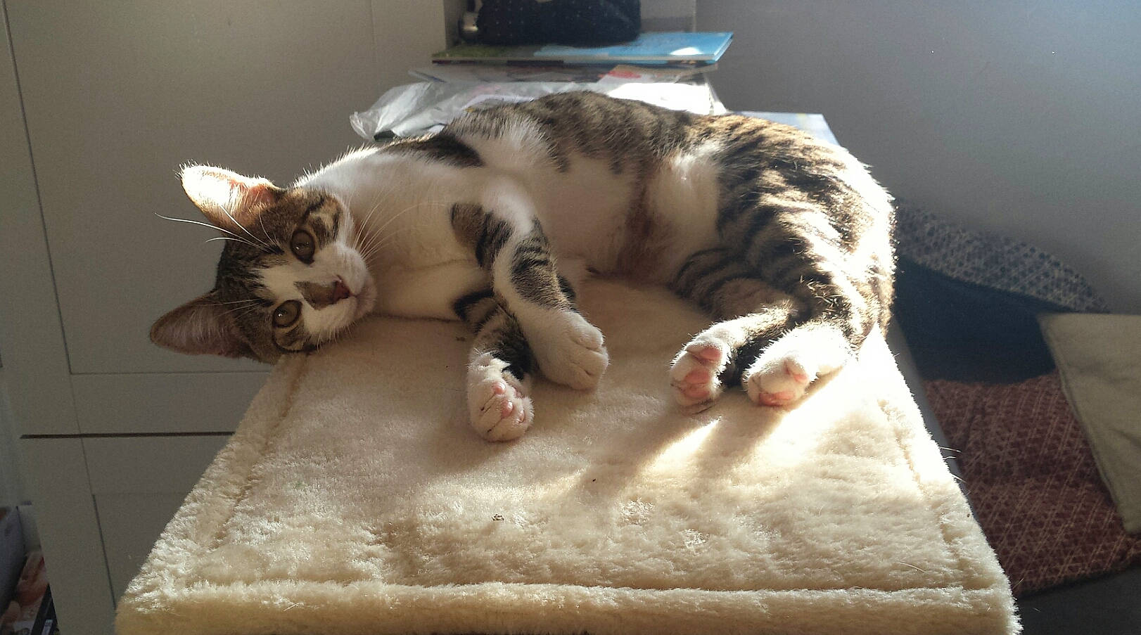 Sacha