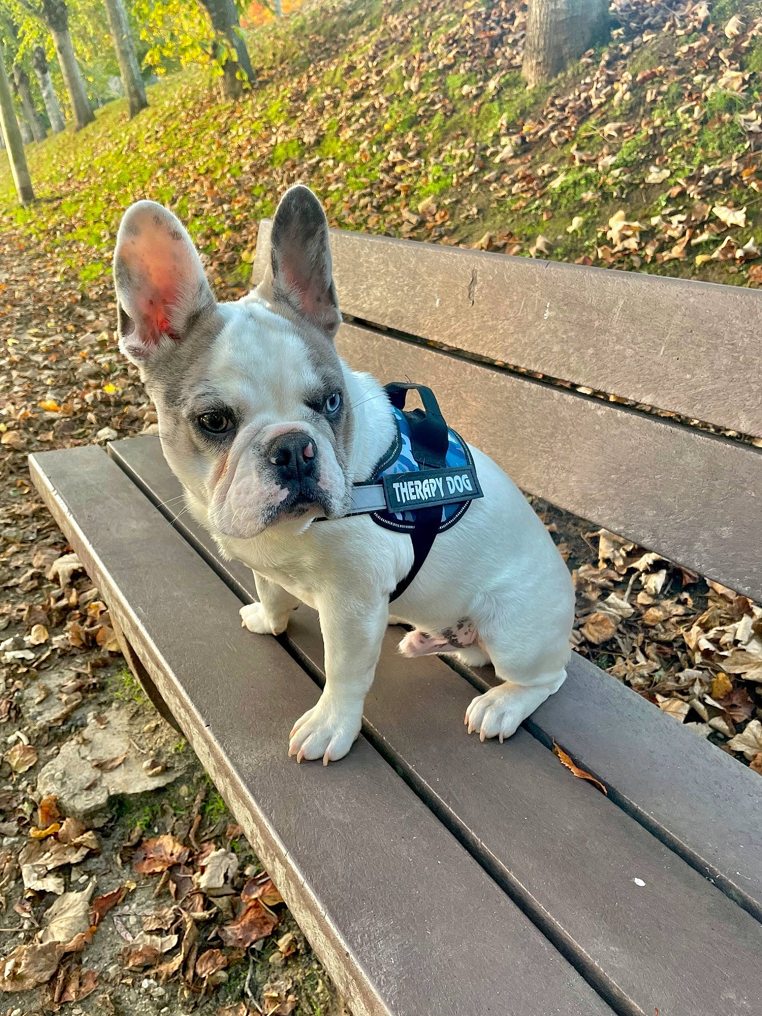 Timba a rejoint le concours — aidez-le/la à gagner de superbes lots ! bulldog, canidae, carnivore, collar, companion_dog, dog, dog_breed, dog_collar, dog_supply, fawn, french_bulldog, grass, plant, road_surface, snout, sporting_group, tail, toy_dog, tree, working_animal