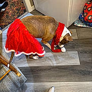 Peach is registered to the contest to win money with this photo: dog, red_skirt, scarf, floor, wooden_floor, holiday_wrapping, gift_wrap, home_interior, carpet, doorway, person, sock, foot, brown_dog, white_paws, festive, curious, indoor, flooring, holiday_decor