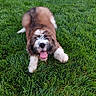 puppy, dog, pet, fluffy, brown_and_white, grass, lawn, outdoor, playing, running, tongue, happy, cute, animal, fur, portrait, garden, backyard, daylight, playful