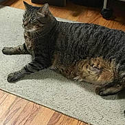 Caliber joined the competition — help win amazing prizes! cat, tabby_cat, pet, indoor, floor, rug, wood_floor, feline, animal, domestic_animal, fur, whiskers, ears, eyes, laying_down, looking_away, home_interior, household_items, container, storage_box