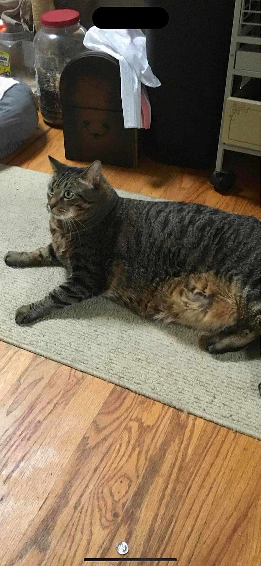 Caliber joined the competition — help win amazing prizes! cat, tabby_cat, pet, indoor, floor, rug, wood_floor, feline, animal, domestic_animal, fur, whiskers, ears, eyes, laying_down, looking_away, home_interior, household_items, container, storage_box