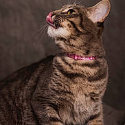 Vénus participe au concours pour gagner de l'argent avec cette photo : cat, tabby, pet, animal, feline, licking, collar, whiskers, fur, ears, portrait, indoor, cute, mammal, looking_up, close_up, soft_light, domestic, striped, sitting