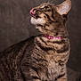 cat, tabby, pet, animal, feline, licking, collar, whiskers, fur, ears, portrait, indoor, cute, mammal, looking_up, close_up, soft_light, domestic, striped, sitting