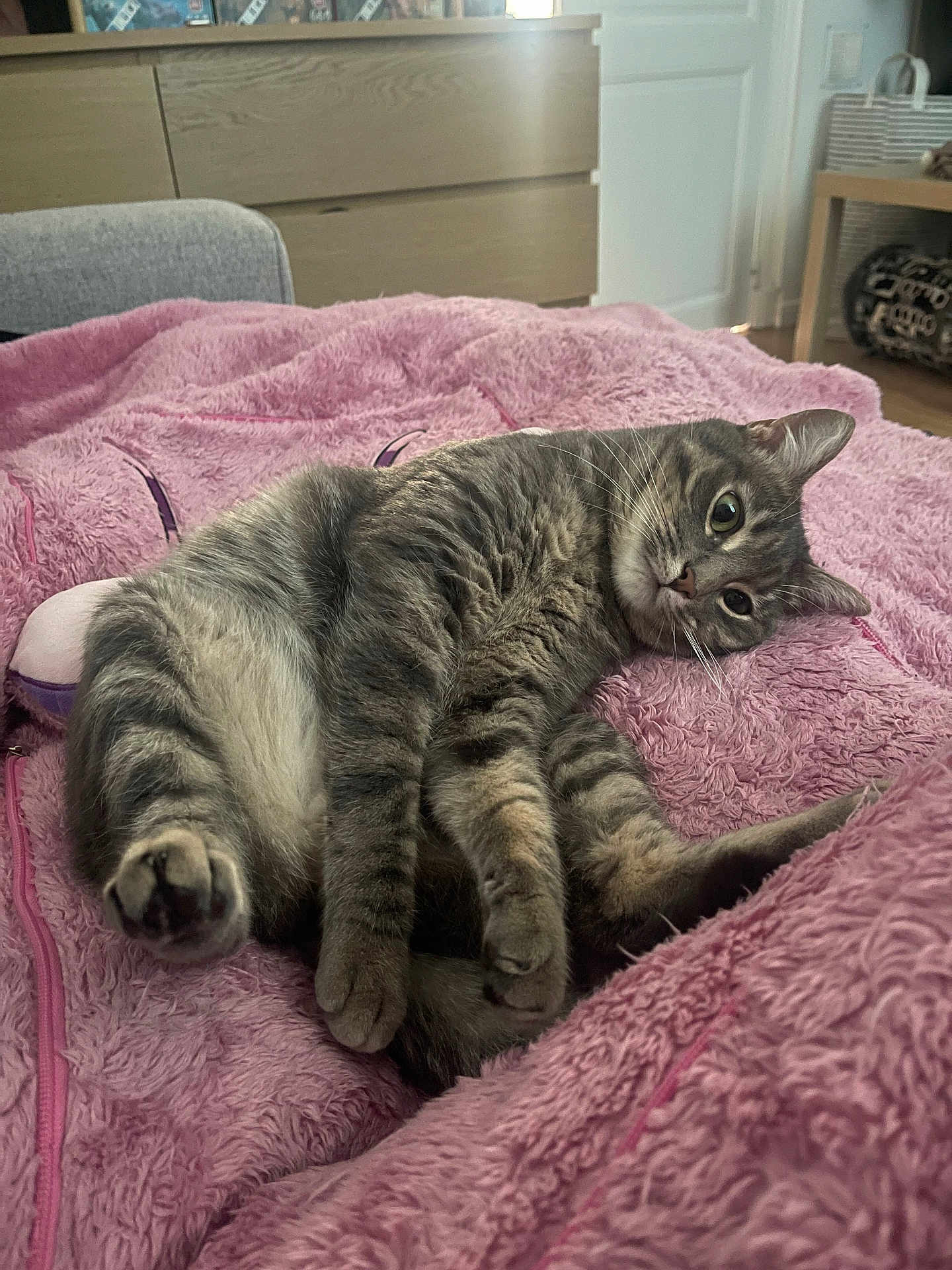 Vénus a rejoint le concours — aidez-le/la à gagner de superbes lots ! cat, gray_tabby, pet, animal, feline, fluffy_blanket, pink_blanket, indoor, cozy, resting, cute, curious, whiskers, paws, fur, home, furniture, basket, relaxing, soft_texture
