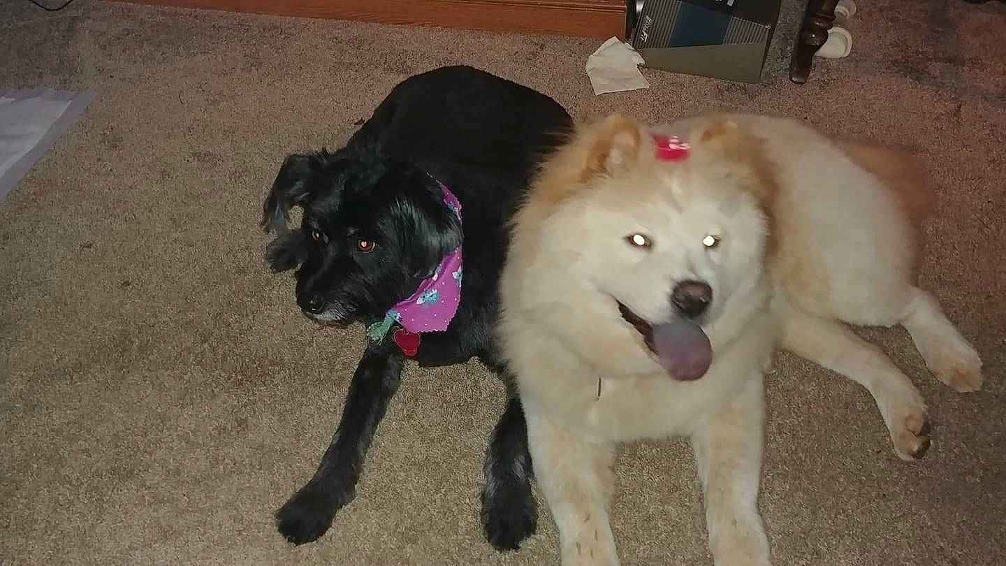 Tilly And Sadie is registered to the contest to win money with this photo: ancient_dog_breeds, borador, canidae, carnivore, collar, companion_dog, dog, dog_breed, dog_collar, fawn, fur, livestock_guardian_dog, non_sporting_group, paw, snout, tail, watch, working_animal, working_dog