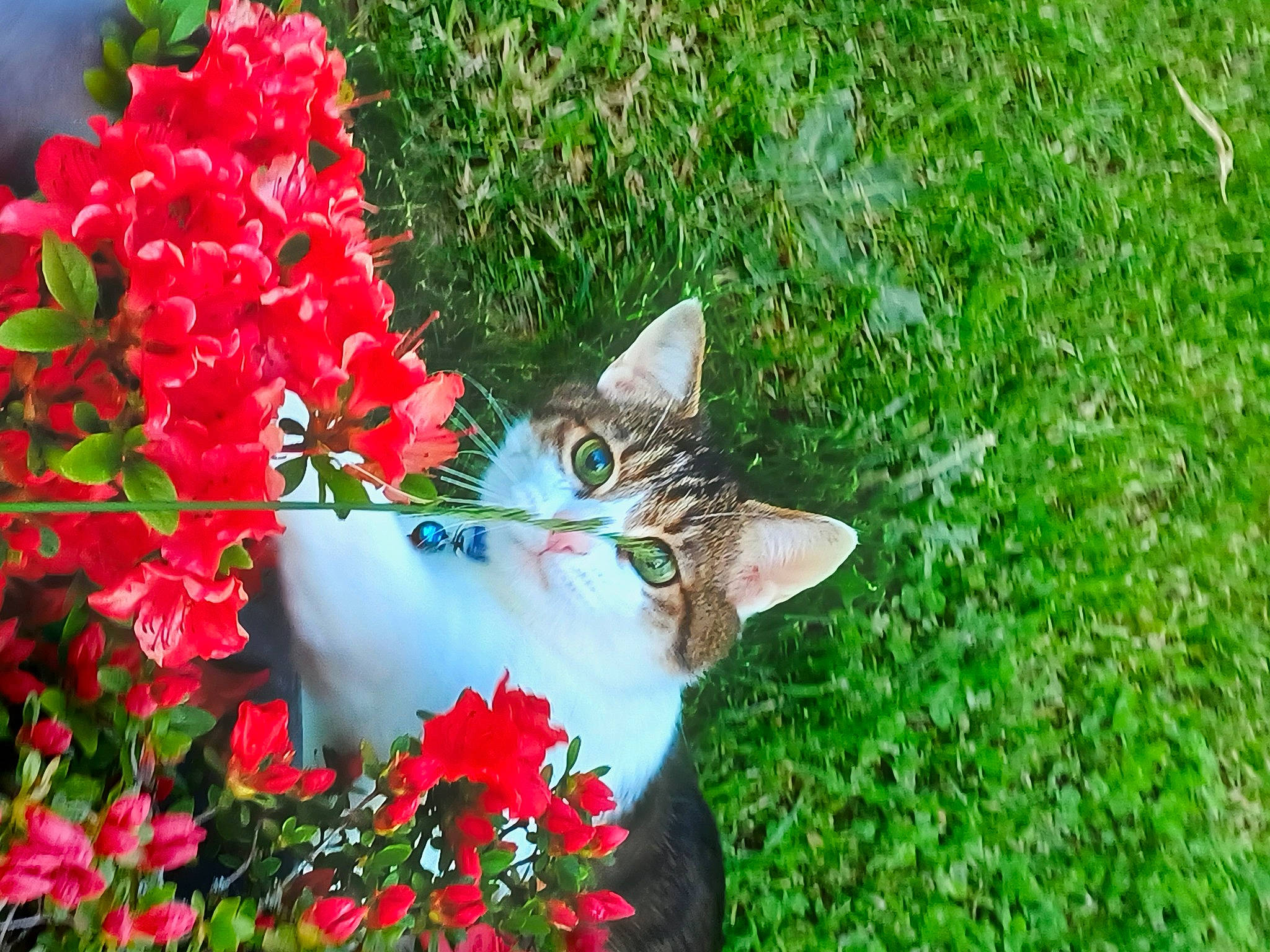 Macaron et coockie a rejoint le concours — aidez-le/la à gagner de superbes lots ! annual_plant, carnivore, cat, christmas_ornament, fawn, felidae, flower, flowering_plant, grass, groundcover, herbaceous_plant, leaf, petal, plant, shrub, small_to_medium_sized_cats, tail, tree, whiskers, window