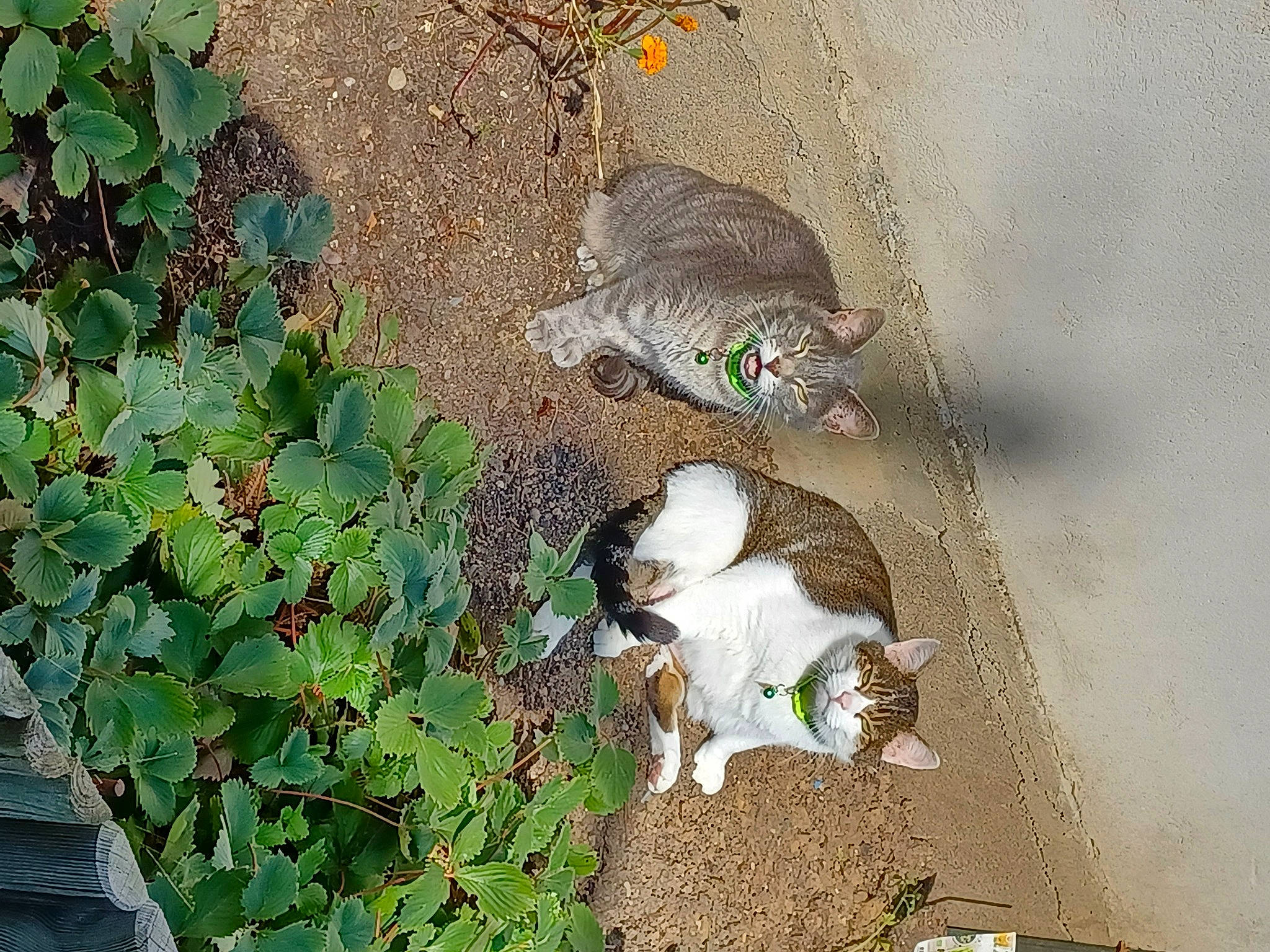 Macaron et coockie participe au concours pour gagner de l'argent avec cette photo : annual_plant, carnivore, cat, domestic_short_haired_cat, felidae, fur, grass, groundcover, herb, plant, small_to_medium_sized_cats, soil, tail, terrestrial_animal, whiskers, wildlife