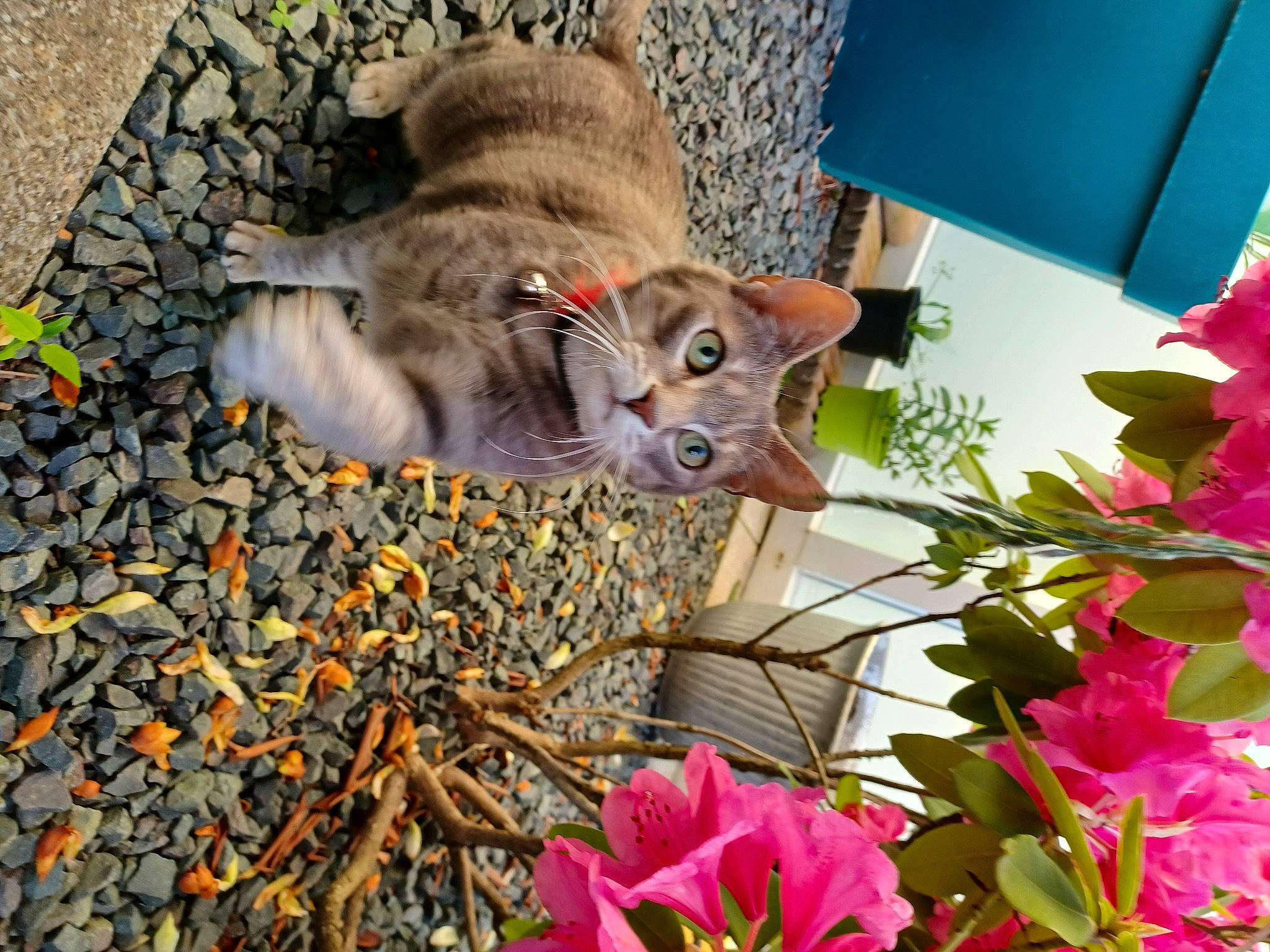 Macaron et coockie a rejoint le concours — aidez-le/la à gagner de superbes lots ! annual_plant, art, carnivore, cat, domestic_short_haired_cat, fawn, felidae, flower, fur, grass, groundcover, herbaceous_plant, leaf, petal, plant, small_to_medium_sized_cats, snout, tail, tree, whiskers