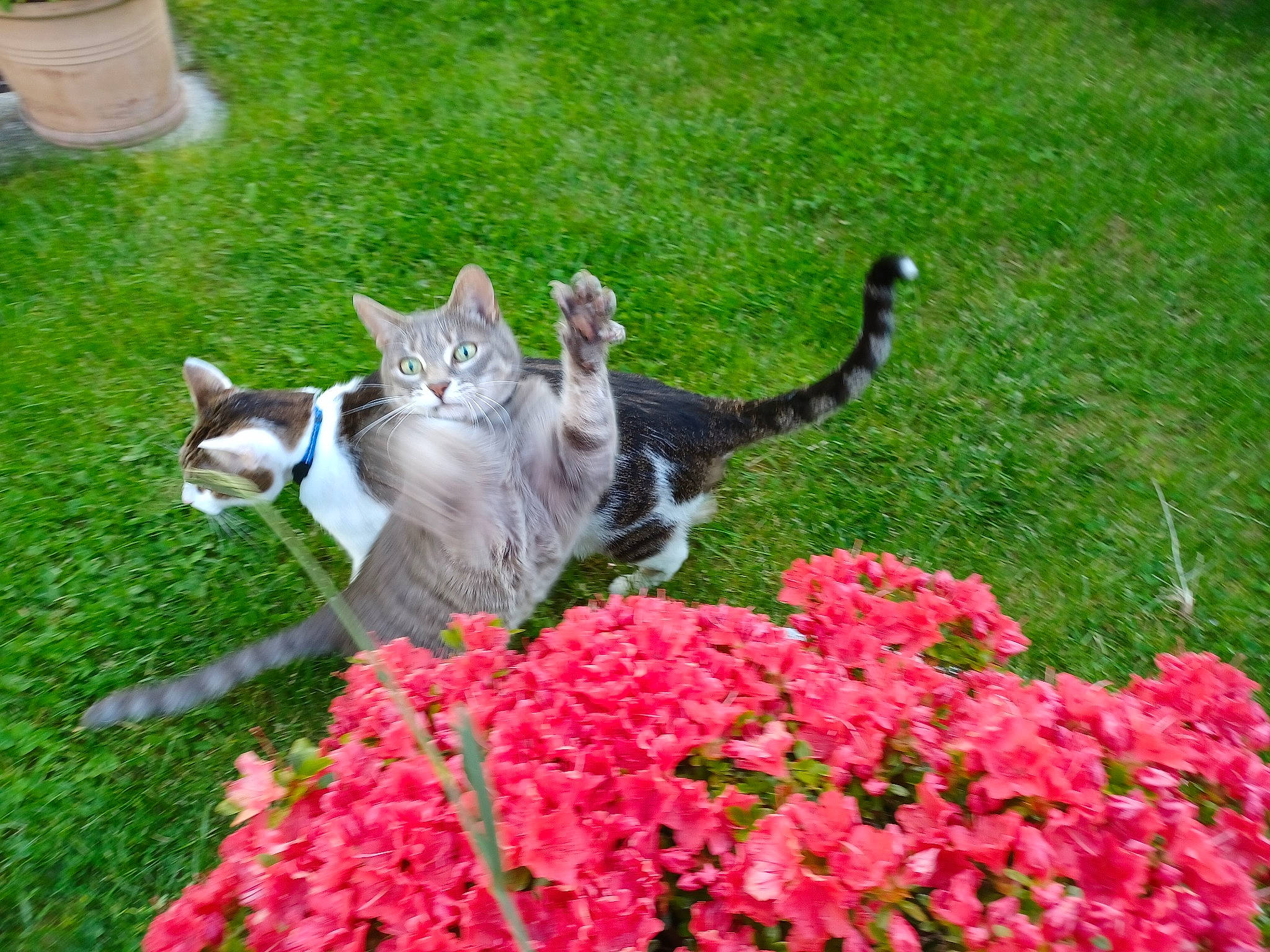 Macaron et coockie participe au concours pour gagner de l'argent avec cette photo : annual_plant, botany, carnivore, cat, domestic_short_haired_cat, felidae, flower, flowering_plant, garden, grass, groundcover, herbaceous_plant, landscaping, petal, plant, shrub, small_to_medium_sized_cats, spring, tail, whiskers