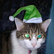 Macaron a rejoint le concours — aidez-le/la à gagner de superbes lots !