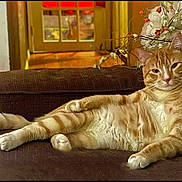 Mr. Noodle is registered to the contest to win money with this photo: cat, ginger_cat, tabby, lounging, couch, indoor, flowers, brown_couch, relaxed, pet, feline, houseplant, wooden_floor, door, window, domestic_animal, whiskers, paws, face, fur