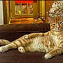 cat, ginger_cat, tabby, lounging, couch, indoor, flowers, brown_couch, relaxed, pet, feline, houseplant, wooden_floor, door, window, domestic_animal, whiskers, paws, face, fur