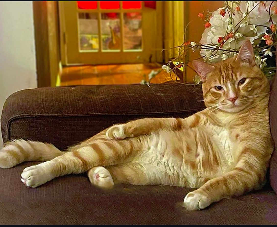 Mr. Noodle is registered to the contest to win money with this photo: cat, ginger_cat, tabby, lounging, couch, indoor, flowers, brown_couch, relaxed, pet, feline, houseplant, wooden_floor, door, window, domestic_animal, whiskers, paws, face, fur