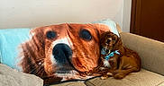 Henderson is registered to the contest to win money with this photo: animal, blanket, bow_tie, brown_dog, canine, comfort, couch, cozy, decor, dog, fabric, furniture, home, indoor, living_room, portrait, poster, relaxing, seated, wall