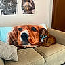 Henderson is registered to the contest to win money with this photo: dog, couch, blanket, living_room, poster, wall, brown_dog, bow_tie, fabric, furniture, indoor, decor, portrait, canine, comfort, home, seated, relaxing, animal, cozy