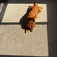 Henderson is registered to the contest to win money with this photo: animal, brown_dog, calm, carpet, cozy, dog, domestic, floor, fur, home, indoor, lying_down, pet, quiet, relaxed, resting, shadow, sunbeam, sunlight, window_shadow