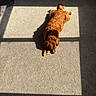 dog, carpet, sunlight, shadow, indoor, window_shadow, brown_dog, lying_down, relaxed, pet, fur, sunbeam, floor, cozy, home, quiet, resting, animal, domestic, calm