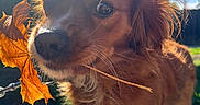 Henderson is registered to the contest to win money with this photo: dog, leaf, twig, sunlight, outdoor, sky, grass, fence, sidewalk, brown_fur, white_fur, pet, animal, nature, playful, closeup, daytime, portrait, canine, fall