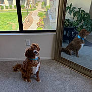 Henderson is registered to the contest to win money with this photo: dog, brown_dog, blue_collar, carpet, mirror, reflection, window, indoor, plant, ornate_frame, curious, pet, houseplant, furniture, daylight, residential, grass, walkway, building, calm