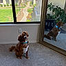 dog, brown_dog, blue_collar, carpet, mirror, reflection, window, indoor, plant, ornate_frame, curious, pet, houseplant, furniture, daylight, residential, grass, walkway, building, calm