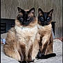 cat, siamese_cat, pet, feline, bed, indoor, animal, blue_eyes, fur, collar, tag, sitting, pair, wallpaper, pattern, headboard, home, cute, domestic, resting