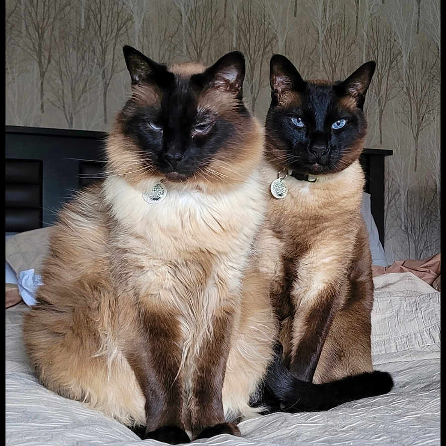 Pippa Et Vittorio a rejoint le concours — aidez-le/la à gagner de superbes lots ! animal, bed, blue_eyes, cat, collar, cute, domestic, feline, fur, headboard, home, indoor, pair, pattern, pet, resting, siamese_cat, sitting, tag, wallpaper