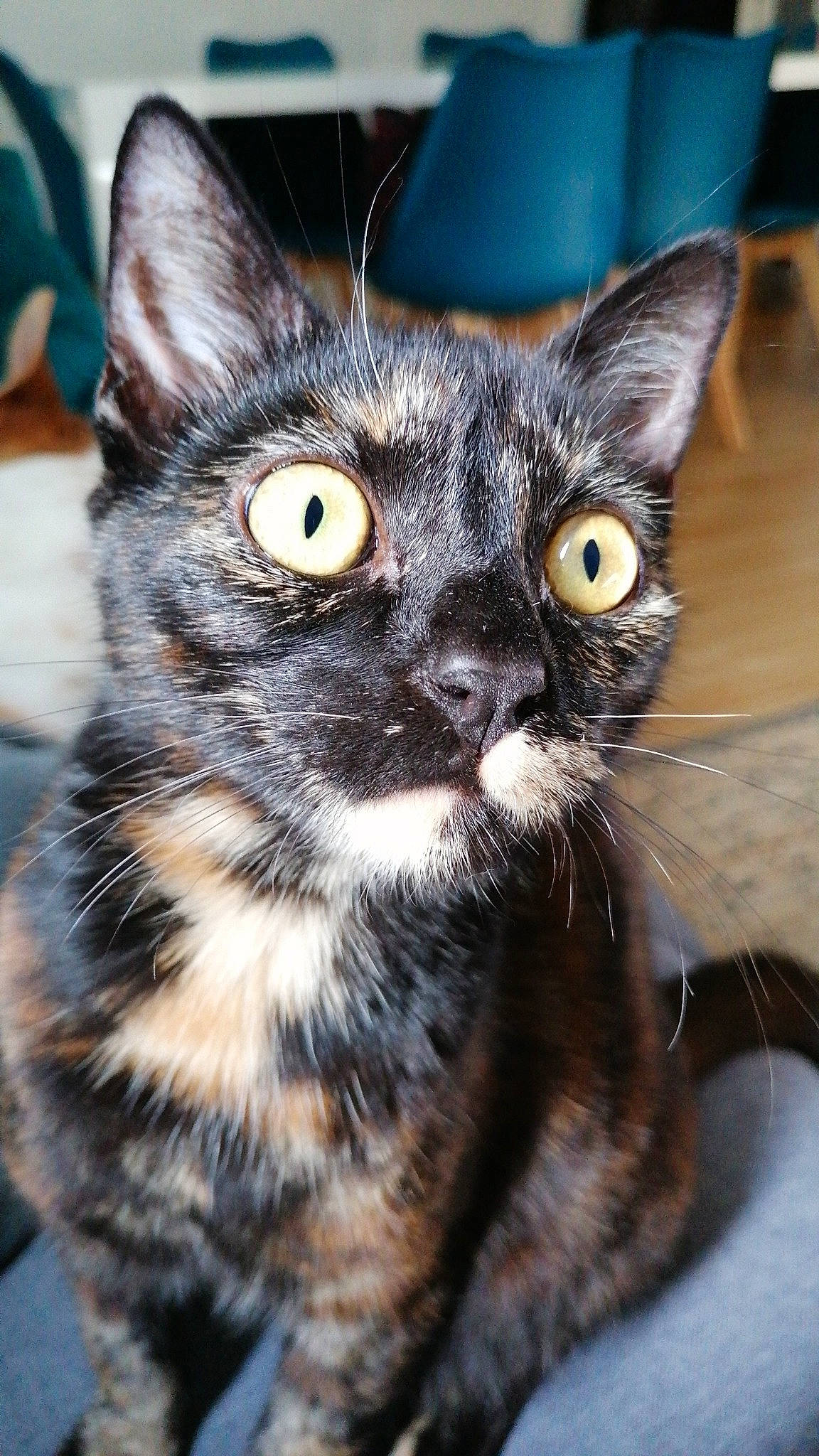 Mystic participe au concours pour gagner de l'argent avec cette photo : carnivore, cat, claw, domestic_short_haired_cat, felidae, fur, iris, paw, small_to_medium_sized_cats, snout, terrestrial_animal, whiskers