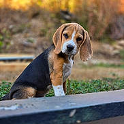 Bulle a rejoint le concours — aidez-le/la à gagner de superbes lots ! beagle, dog, puppy, pet, animal, canine, tricolor, brown, black, white, floppy_ears, long_ears, outdoors, autumn, nature, grass, portrait, sitting, closeup, photography