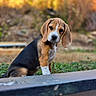 beagle, dog, puppy, pet, animal, canine, tricolor, brown, black, white, floppy_ears, long_ears, outdoors, autumn, nature, grass, portrait, sitting, closeup, photography