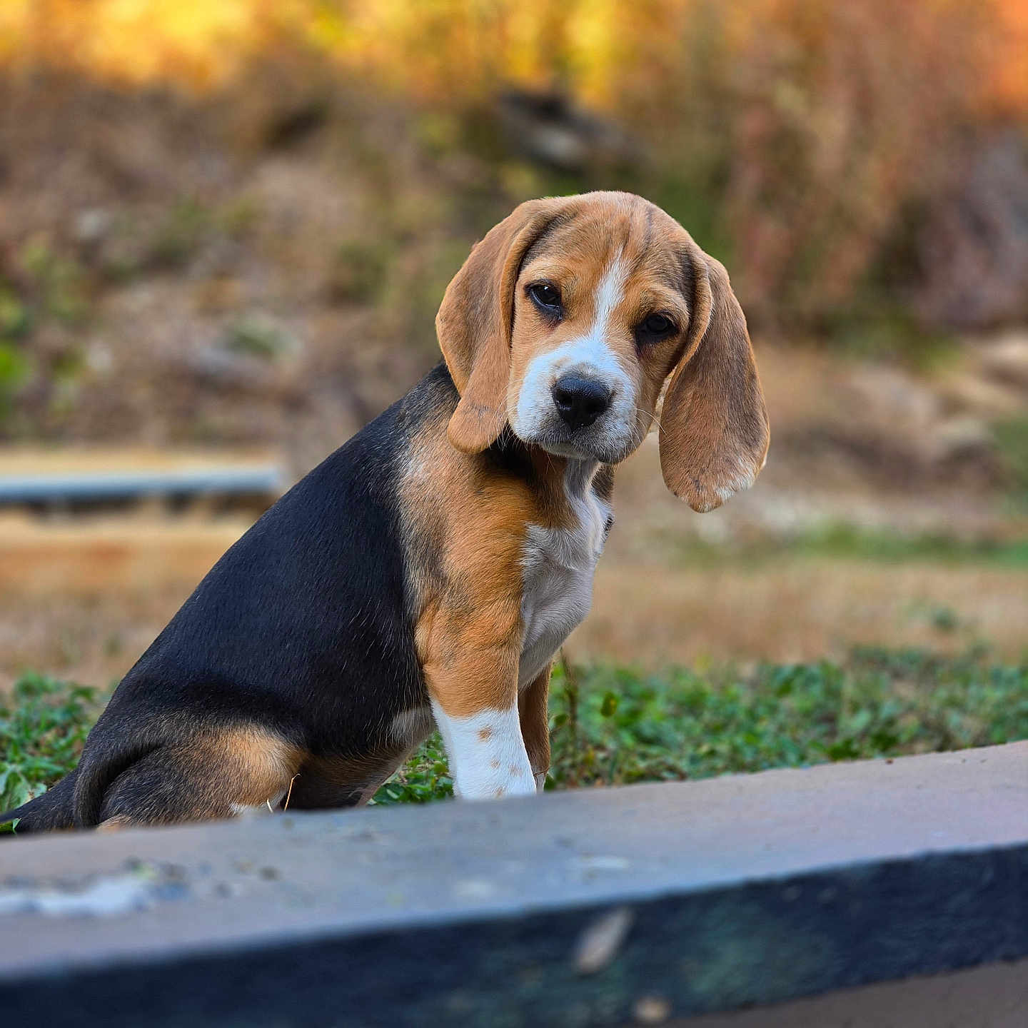 Bulle a rejoint le concours — aidez-le/la à gagner de superbes lots ! beagle, dog, puppy, pet, animal, canine, tricolor, brown, black, white, floppy_ears, long_ears, outdoors, autumn, nature, grass, portrait, sitting, closeup, photography
