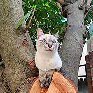 Mochi participe au concours pour gagner de l'argent avec cette photo : cat, tree, nature, animal, outdoor, greenery, wood, branch, pet, cute, feline, eyes, tongue, curious, fur, mammal, wildlife, closeup, playful, adorable