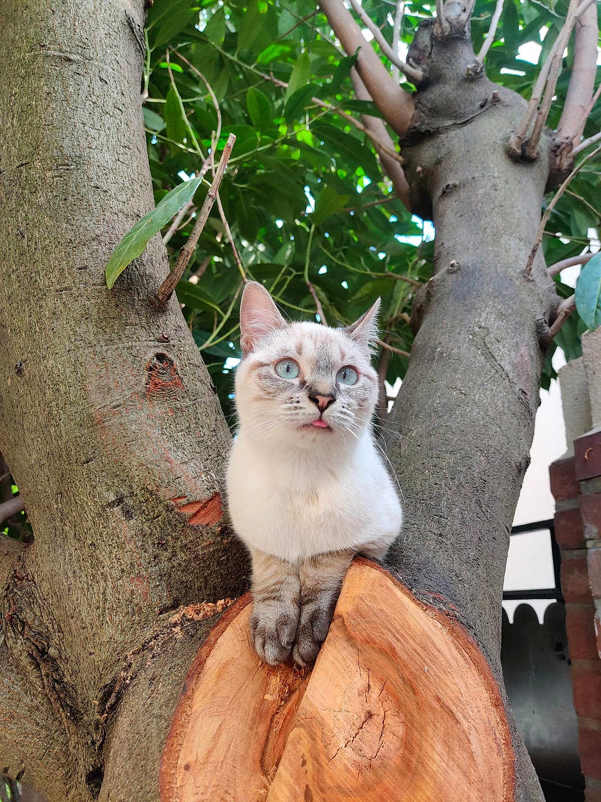 Mochi participe au concours pour gagner de l'argent avec cette photo : cat, tree, nature, animal, outdoor, greenery, wood, branch, pet, cute, feline, eyes, tongue, curious, fur, mammal, wildlife, closeup, playful, adorable