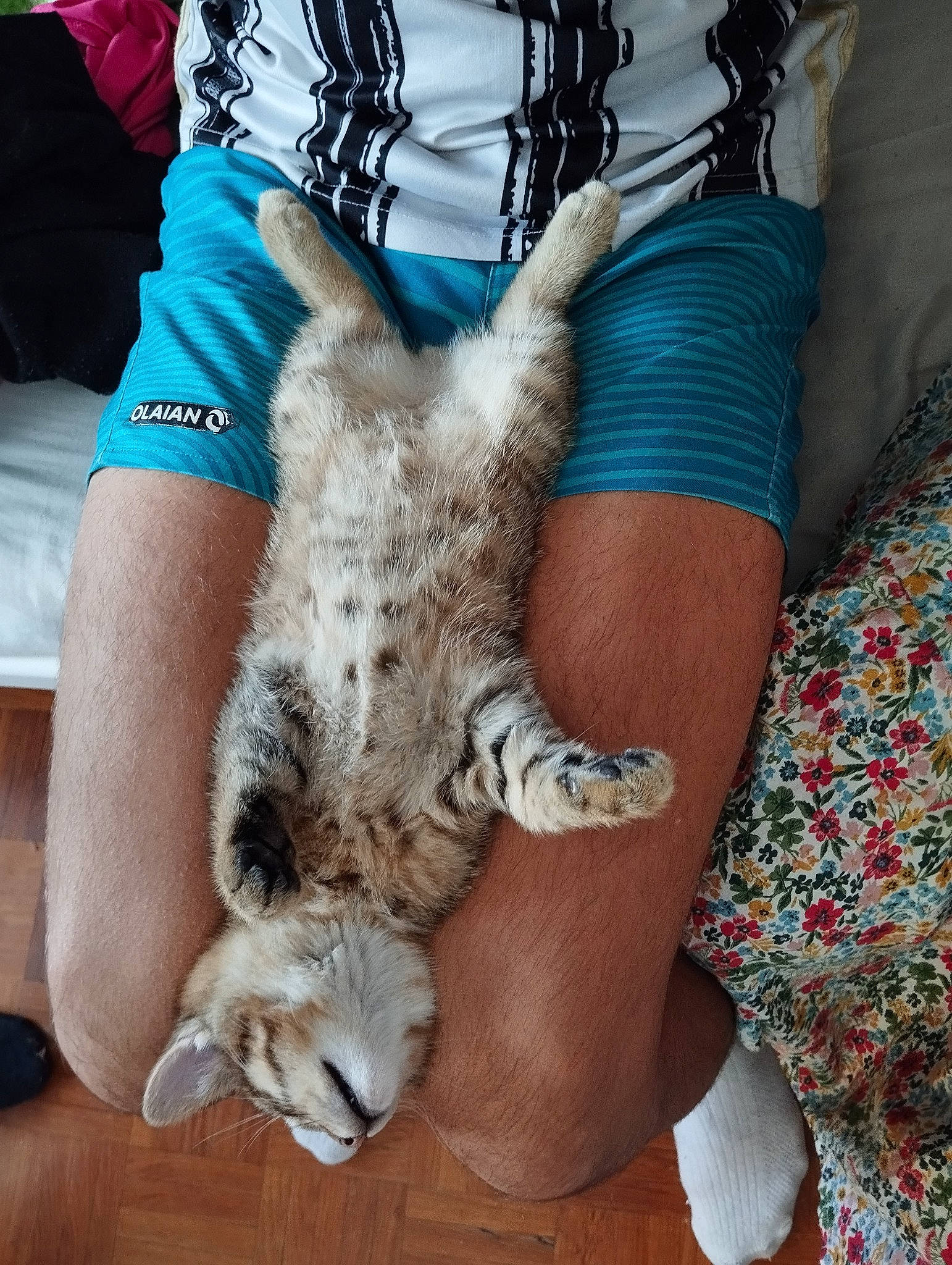 Happy a rejoint le concours — aidez-le/la à gagner de superbes lots ! carnivore, cat, claw, comfort, companion_dog, domestic_short_haired_cat, felidae, foot, fur, gesture, human_leg, lap, nail, paw, small_to_medium_sized_cats, tail, thigh, whiskers, wildlife_biologist, wrist