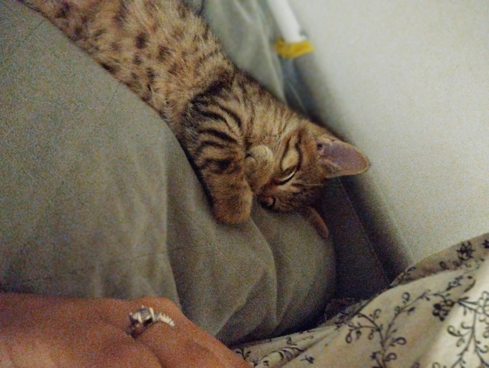 Happy a rejoint le concours — aidez-le/la à gagner de superbes lots ! carnivore, cat, claw, comfort, domestic_short_haired_cat, fawn, felidae, fur, gesture, jewellery, linens, nap, paw, sleep, small_to_medium_sized_cats, snout, tail, terrestrial_animal, whiskers, wrist