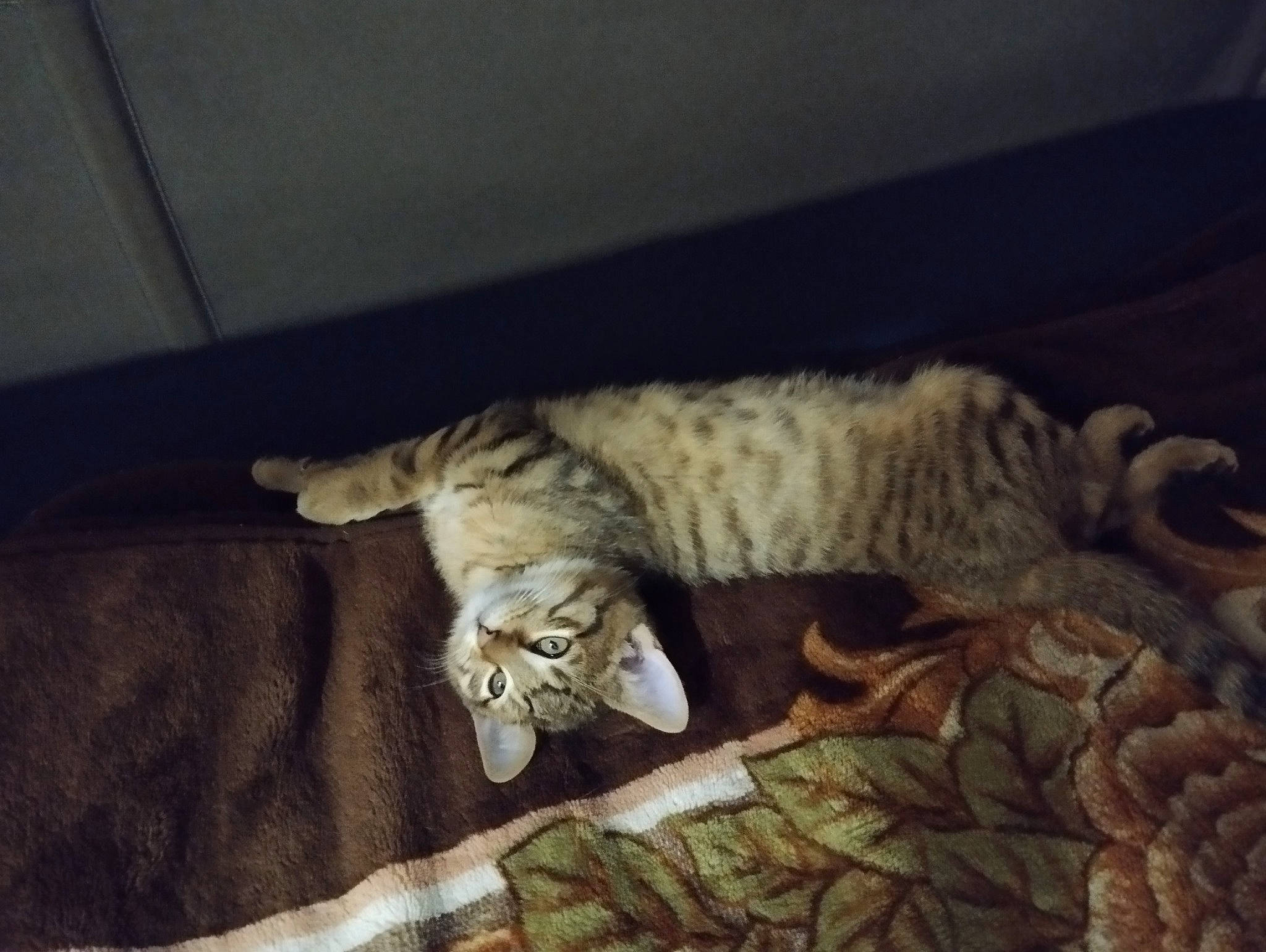 Happy a rejoint le concours — aidez-le/la à gagner de superbes lots ! bed, bedding, carnivore, cat, cloud, comfort, couch, domestic_short_haired_cat, felidae, fur, linens, metal, nap, paw, sky, small_to_medium_sized_cats, tail, terrestrial_animal, whiskers, wood