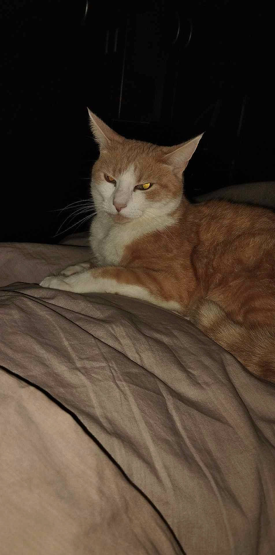 Vanny participe au concours pour gagner de l'argent avec cette photo : bed, carnivore, cat, claw, comfort, domestic_short_haired_cat, fawn, felidae, fur, linens, paw, small_to_medium_sized_cats, snout, tail, terrestrial_animal, whiskers, wood