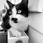 Uggy a rejoint le concours — aidez-le/la à gagner de superbes lots ! abyssinian, adapter, animal, appliance, cat, computer, device, electricaldevice, electronics, heater, indoors, kitten, laptop, manx, pc, pet, plug, radiator, tap, washer