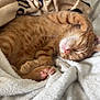 Baggy a rejoint le concours — aidez-le/la à gagner de superbes lots ! kitten, cat, orange_tabby, sleeping, cozy, blanket, soft, paw, fur, cute, pet, indoor, resting, relaxed, animal, whiskers, pink_nose, comfort, nap, feline