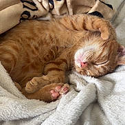 Baggy a rejoint le concours — aidez-le/la à gagner de superbes lots ! kitten, cat, orange_tabby, sleeping, cozy, blanket, soft, paw, fur, cute, pet, indoor, resting, relaxed, animal, whiskers, pink_nose, comfort, nap, feline