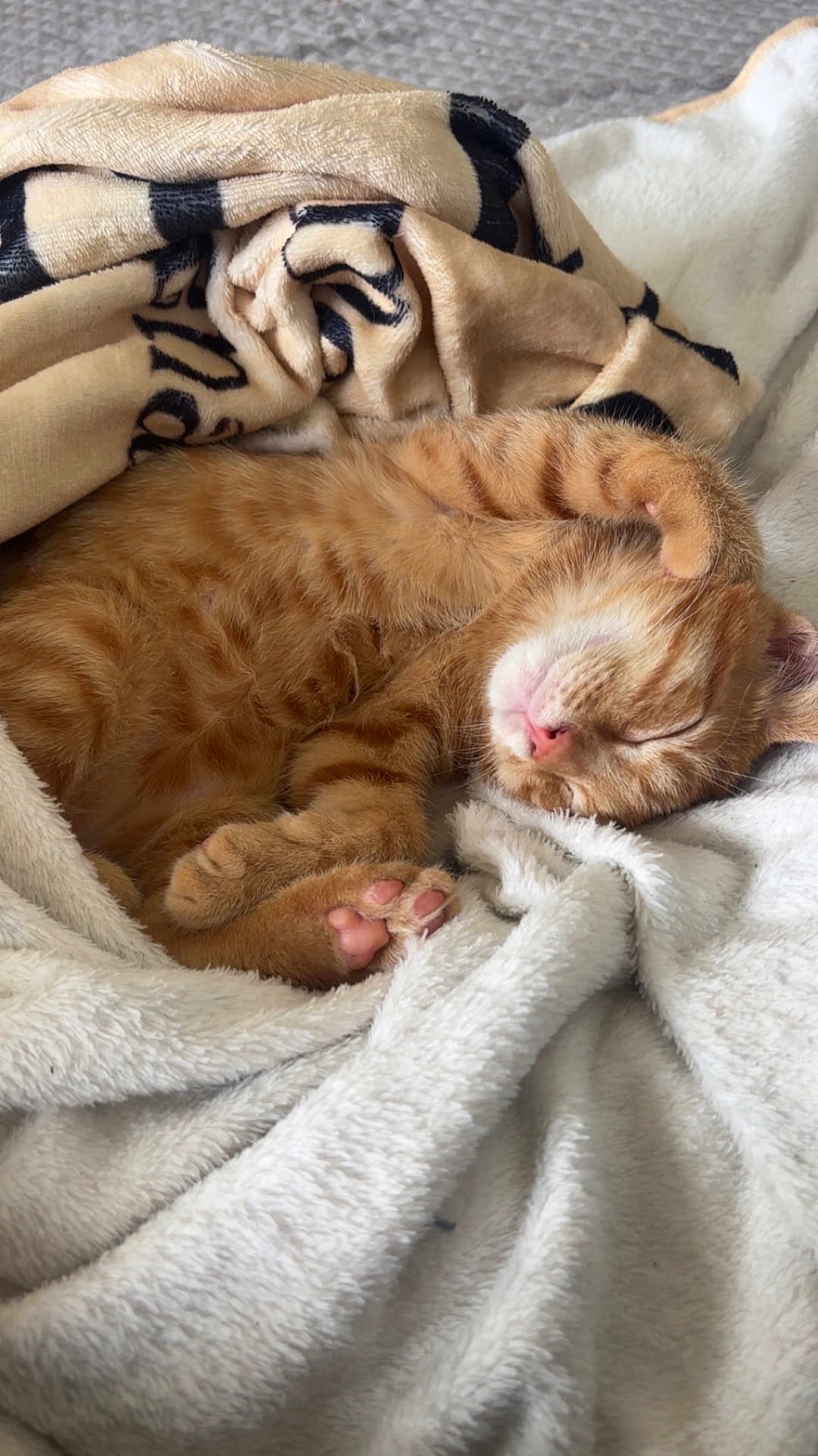 Baggy a rejoint le concours — aidez-le/la à gagner de superbes lots ! kitten, cat, orange_tabby, sleeping, cozy, blanket, soft, paw, fur, cute, pet, indoor, resting, relaxed, animal, whiskers, pink_nose, comfort, nap, feline
