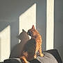 Baggy a rejoint le concours — aidez-le/la à gagner de superbes lots ! cat, ginger_cat, shadow, sunlight, couch, blanket, resting_person, indoor, cozy, relaxation, sleeping, furniture, wall, window_light, pet, animal, home, quiet, peaceful, domestic