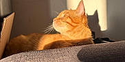 Baggy participe au concours pour gagner de l'argent avec cette photo : cat, orange_cat, sunlight, shadow, indoor, relaxing, feline, pet, wall, fabric, cardboard_box, texture, profile, whiskers, domestic_animal, cozy, resting, warm_light, home, comfortable